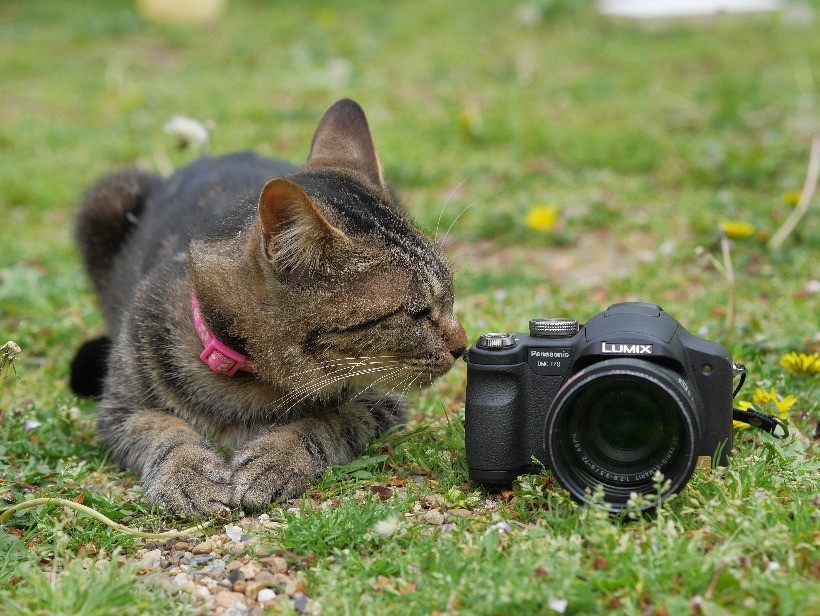 ライカレンズのオールドコンデジ Panasonic LUMIX FZ8で撮る神戸の猫