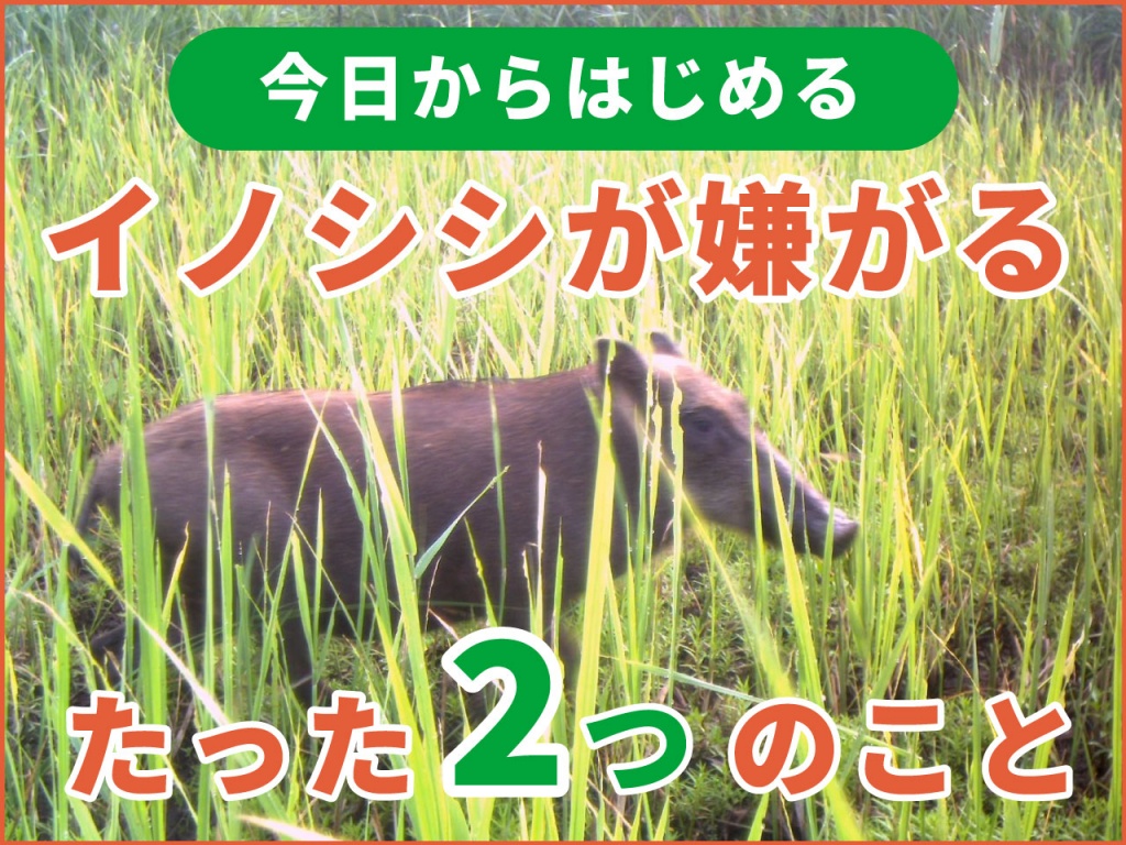 猪から田畑を守るために「イノシシが嫌がるたった2つのこと」をしよう