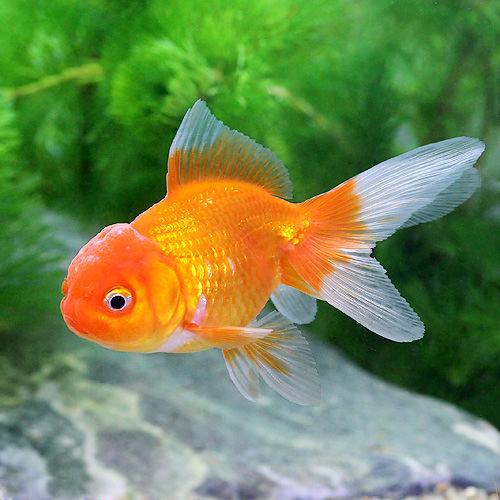 ひと目でわかる混泳早見表 金魚編 | AQUALASSIC