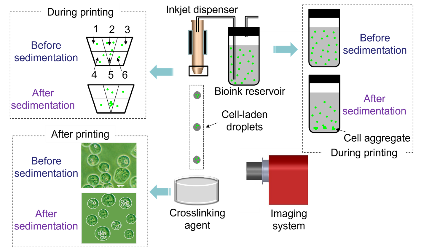 Bioprinting and Biofabrication Laboratory | IMSE | Texas Tech
