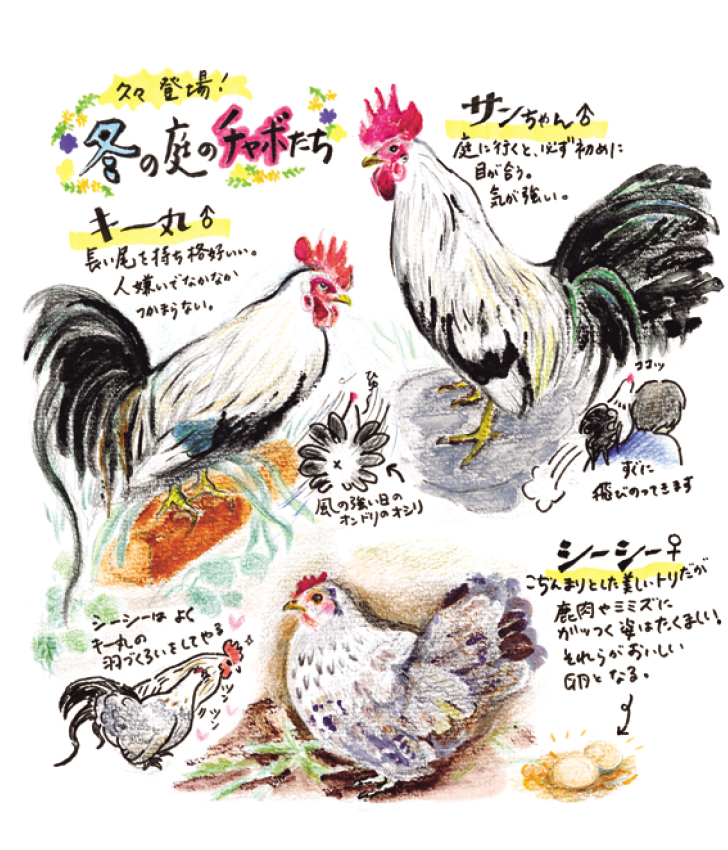 vol.67】にわとりのいる暮らし No.46 | Fielder