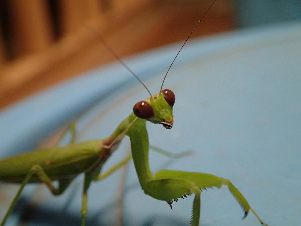 カマキリいろいろ（修正版）|身近な自然といろんないきもの｜ブログ