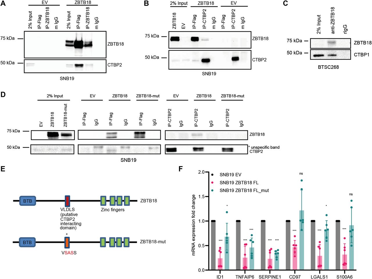 ZBTB18 inhibits SREBP-dependent lipid synthesis by halting CTBPs