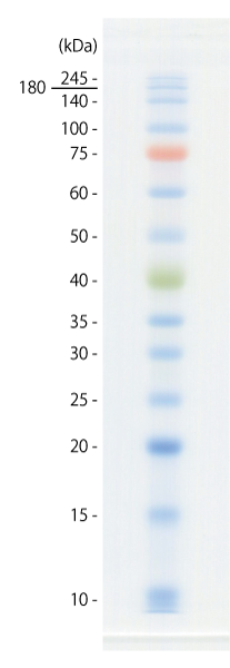 SDS-PAGE 用プレステインドタンパク質ラダーマーカー Protein Ladder