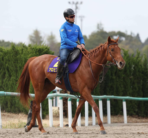 凱旋門賞】「大きな衝撃」アロヒアリイが本番のパリロンシャン競馬場を