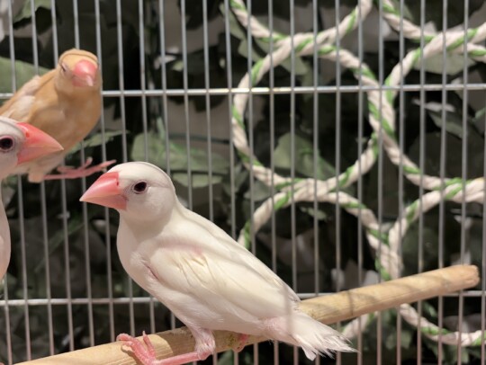 シナモン文鳥 真ん中 (2026.02.26現在) | 小動物の紹介 | ペット家族