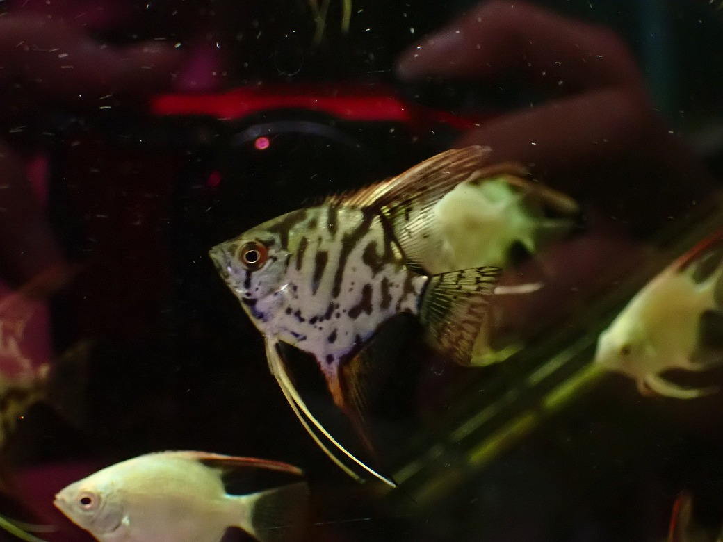 淡水魚】【通販】レア種 クラウンエンゼルフィッシュ【1匹 サンプル