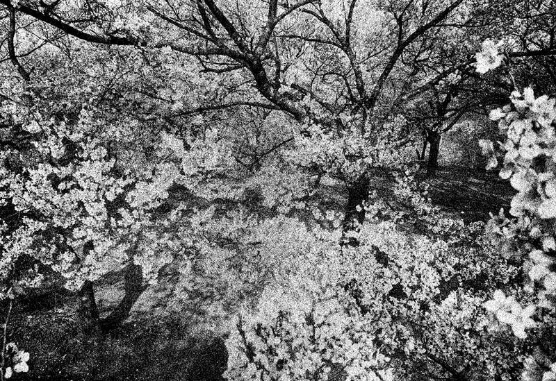 Daido Silk（サイン入り） / 森山大道 Daido Moriyama ON READING
