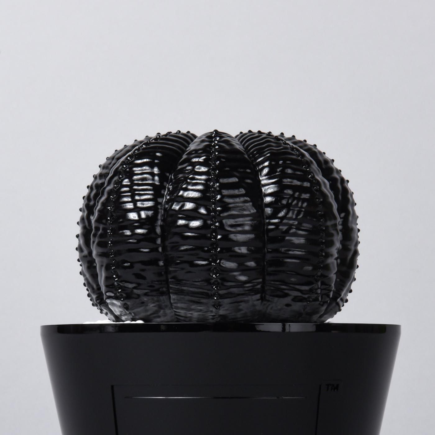 VCD Euphorbia obesa glosst var. BLACK – BOTANIZE