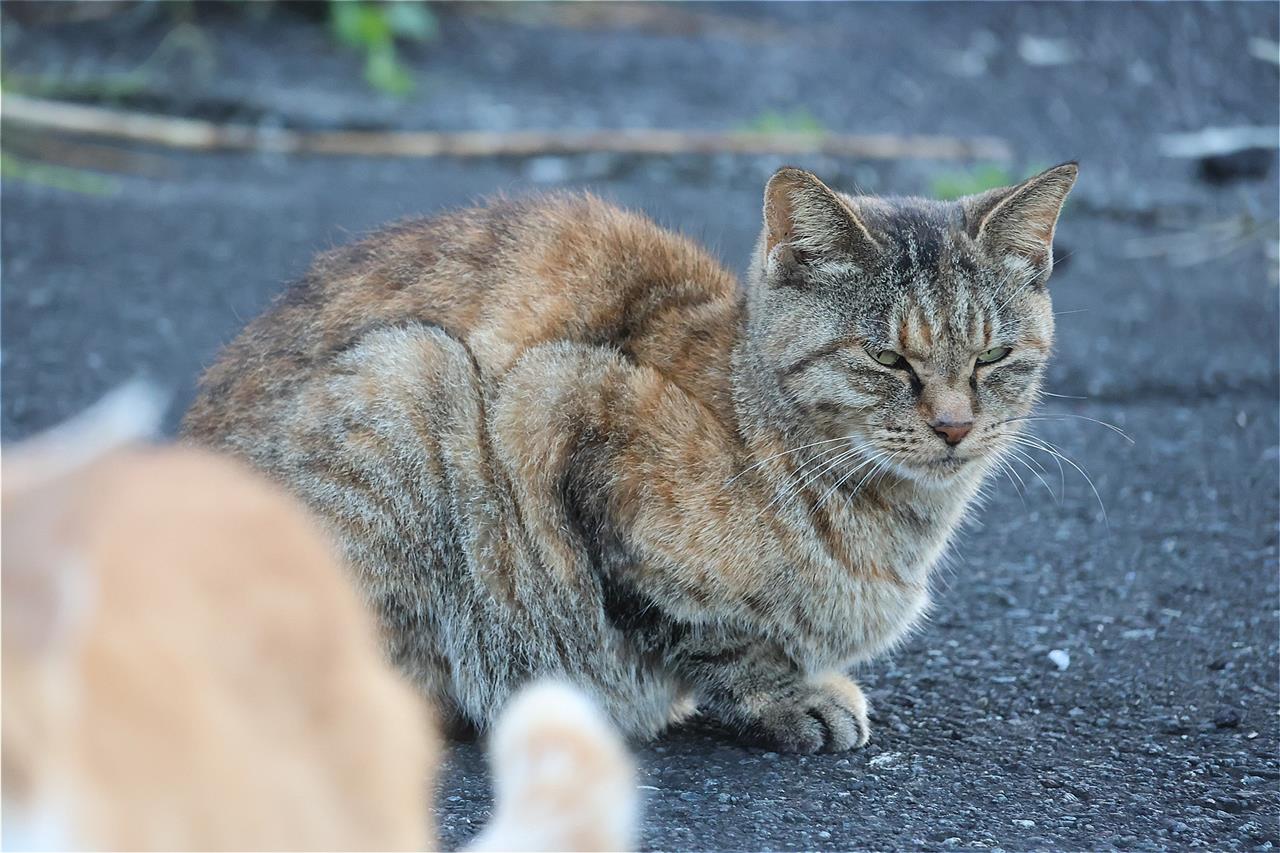 11月の八丈島の猫たち｜zrx164のブログ｜zrx164のカメラを持って出かけ