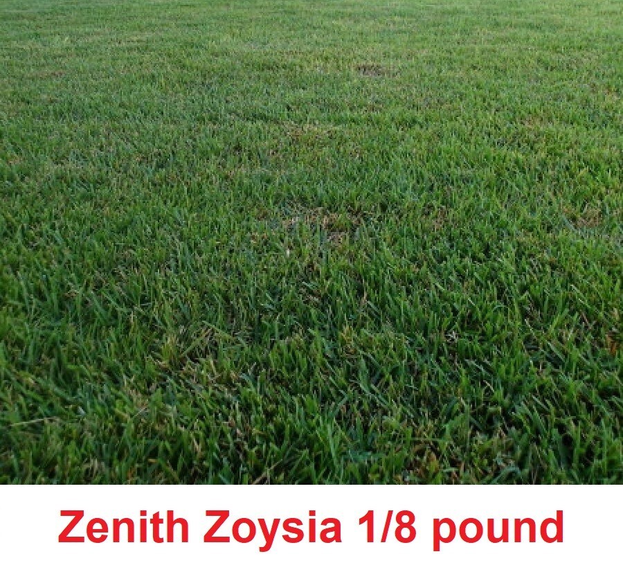 Zenith Zoysia Grass seeds 1/8 of a pound (2 ounces ) | eBay