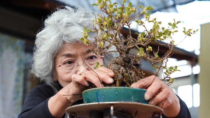 Bonsai Trees Take Centuries to Grow and Years of Training