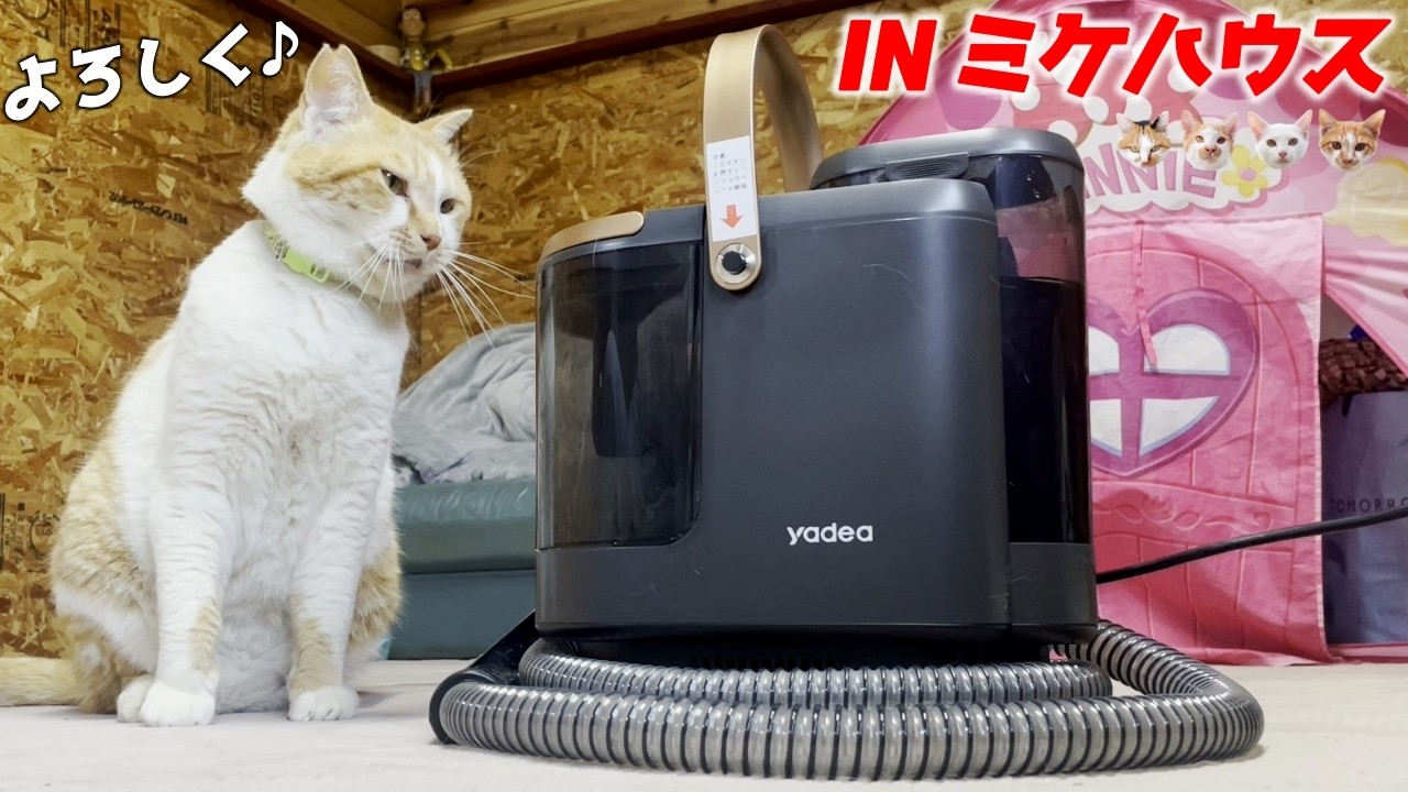 よし！これを使って三毛猫家族のお家を大掃除するぞ～！【Yadea R3