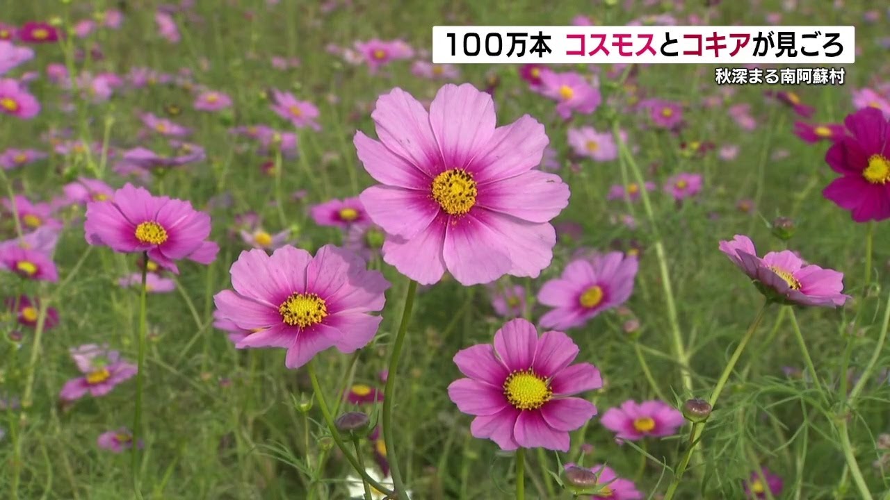 1 million cosmos flowers swaying in the autumn breeze in Minamiaso
