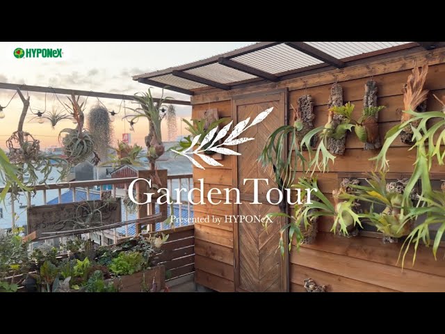🕊Garden Tour🕊50：自作のビカクシダのハンギングがバルコニー