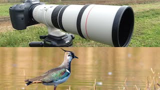 Canon 400mm F5.6 L Lens: Field Review After 1 Year - YouTube