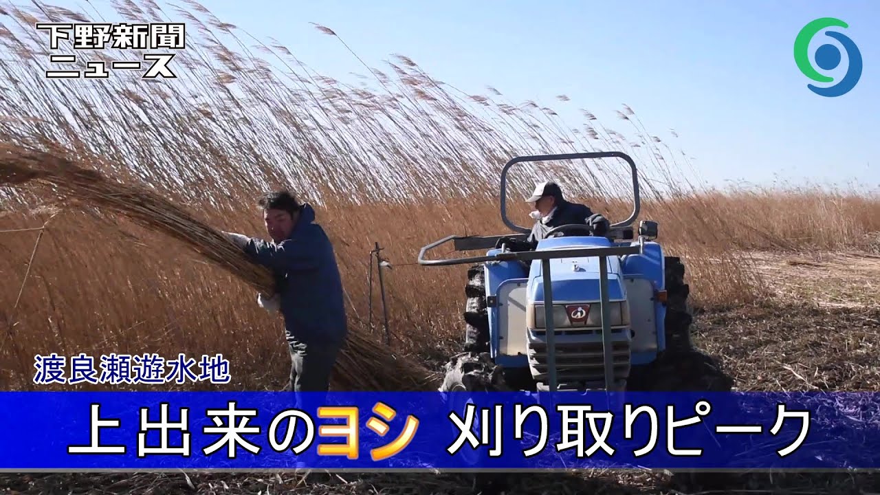 上出来のヨシ 刈り取りピーク 渡良瀬遊水地 栃木 - YouTube