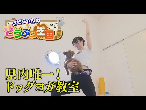Godical!] Hase-chan's Animal Kingdom Dog Yoga - YouTube