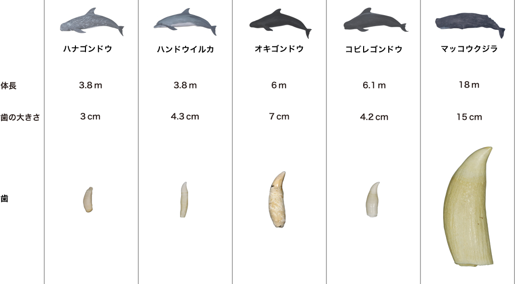 マッコウ鯨の歯 イッカク (海豚の歯&鯱の歯付) 30個 144g おまけ付き
