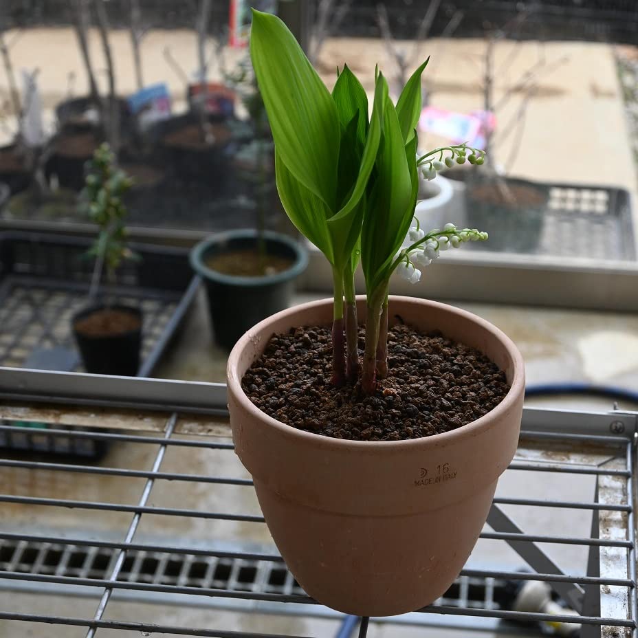 Amazon.co.jp: 鈴蘭鉢植え すずらん多年草 スズラン : DIY・工具・ガーデン