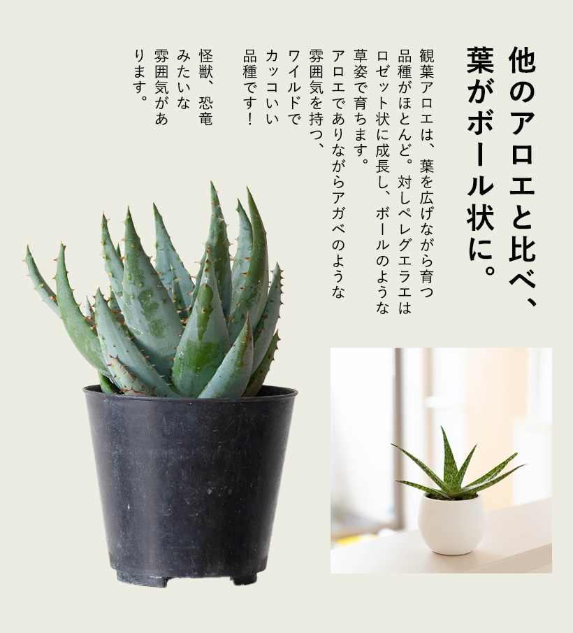 観葉植物アロエ・ペグレラエ｜青肌でカッコいい多肉質な植物