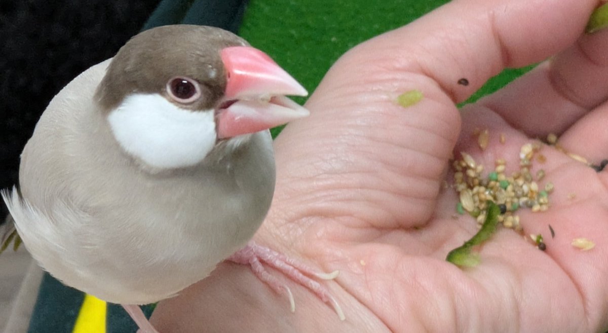 飼主の手は 定員オーバーです︎💕✋💕 #おやつタイム #シルバー文鳥