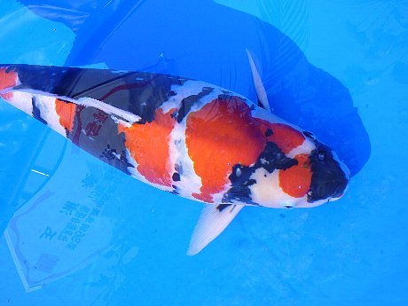 錦鯉は、すばらしい : 釣 魚 百 態