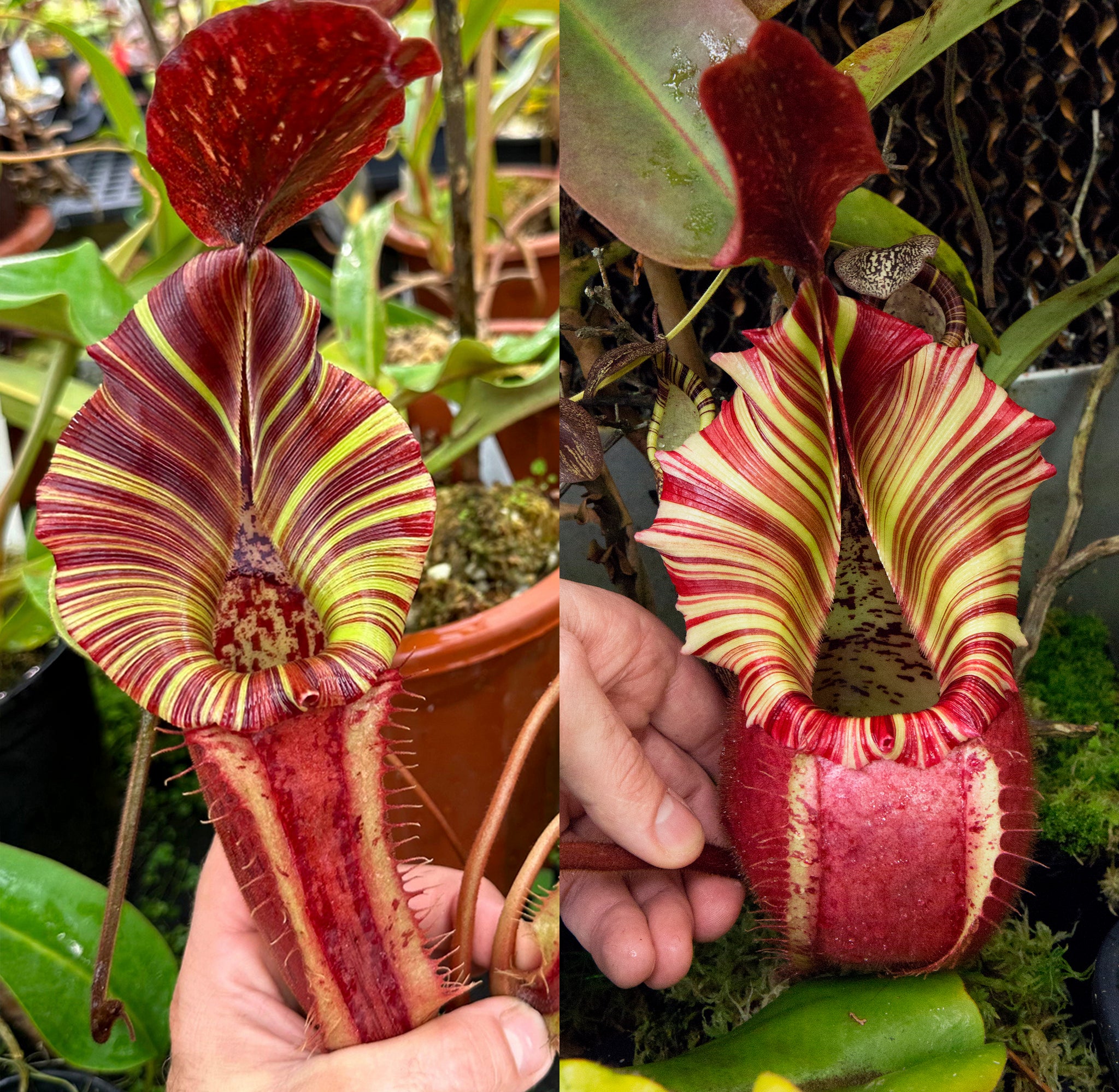 Nepenthes {[(lowii x veitchii) x boschiana] x [(veitchii x maxima
