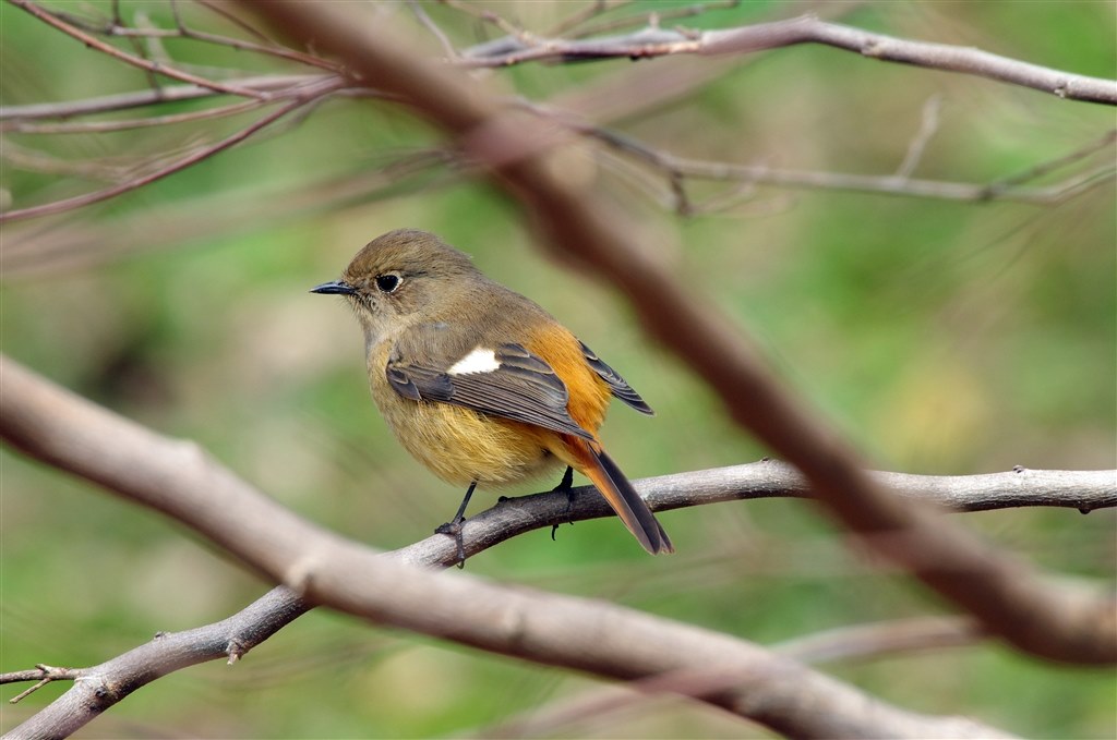 野鳥撮影で購入』 シグマ APO 50-500mm F4.5-6.3 DG OS HSM