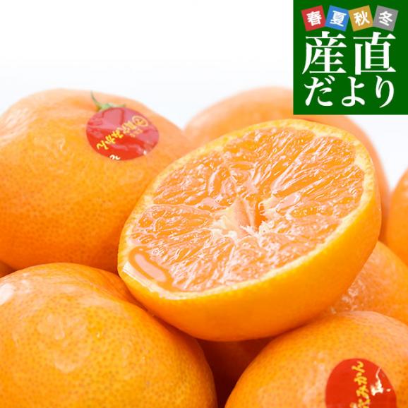 年内発送間に合います】愛媛県産 JAにしうわ 真穴みかん 約2.8キロ(1.4