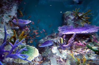 茶平工業 記念メダルコレクション 北海道 おたる水族館