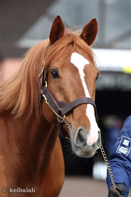 オルフェーヴル - Orfevre - 競走馬データベース | 競馬ラボ