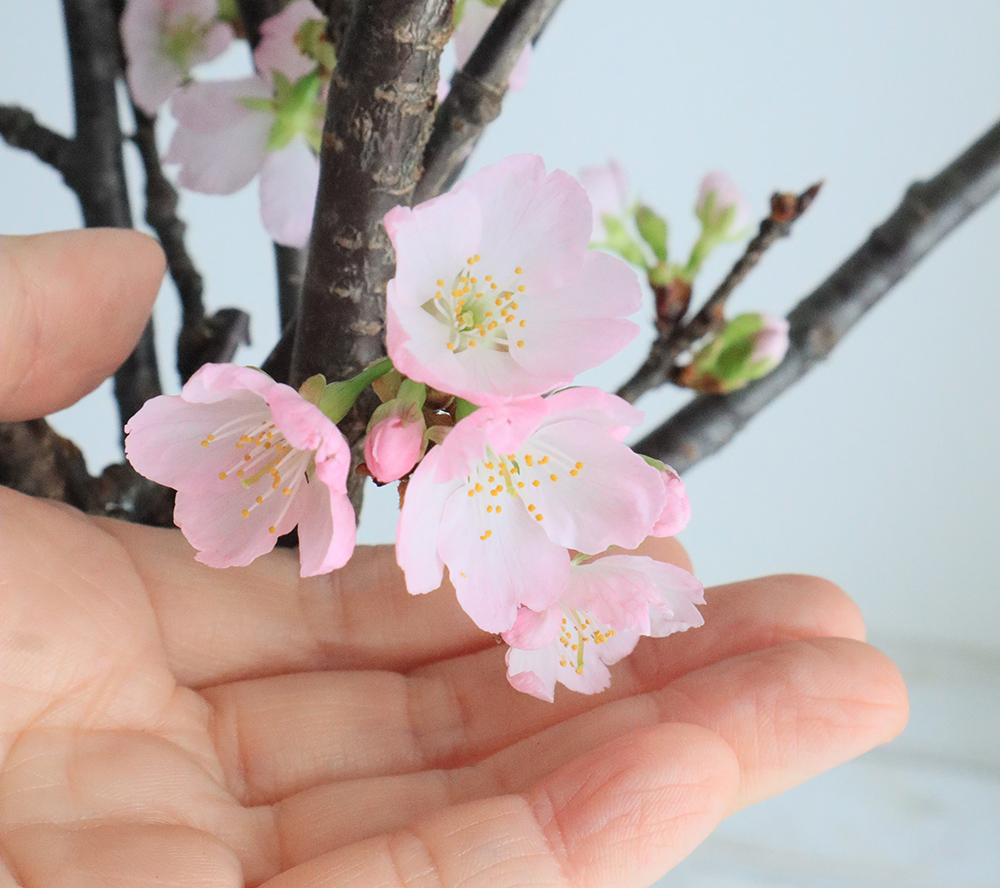 08直前FJ】ヨコハマヒザクラ(横浜緋桜) 90CM JA全農ぐんま - 花材通販