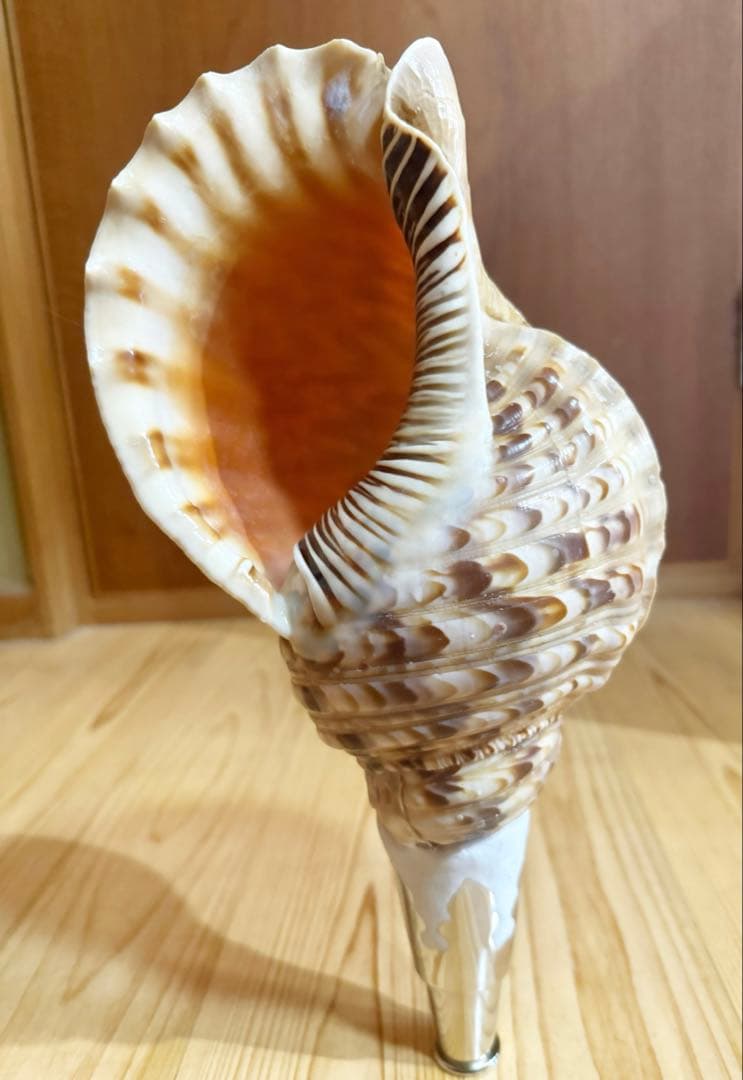 修験道法螺貝 山伏 密教 魔除け 熊よけ❣️ホラガイ ほら貝