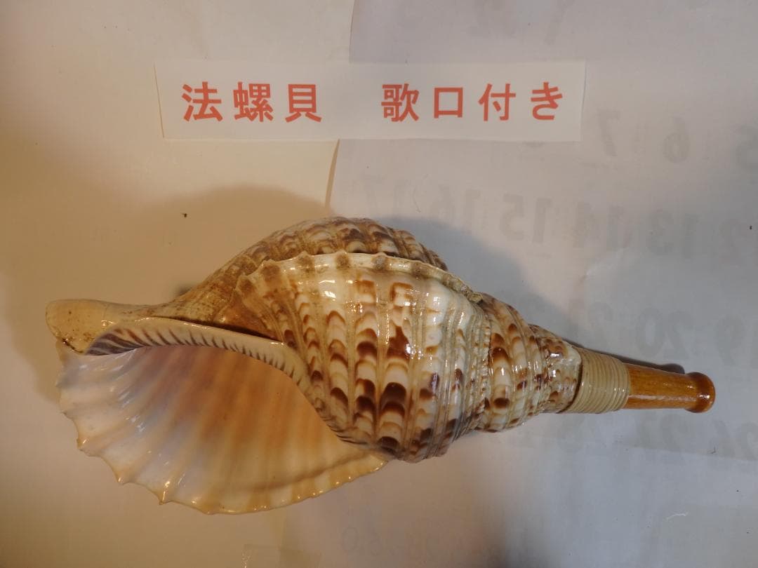 法螺貝 約40㎝ 木製歌口,新品 MH-471 法螺貝 約36㎝ 木製歌口,新品 MH-451 法螺貝 約36㎝ 木製歌口,新品 MH